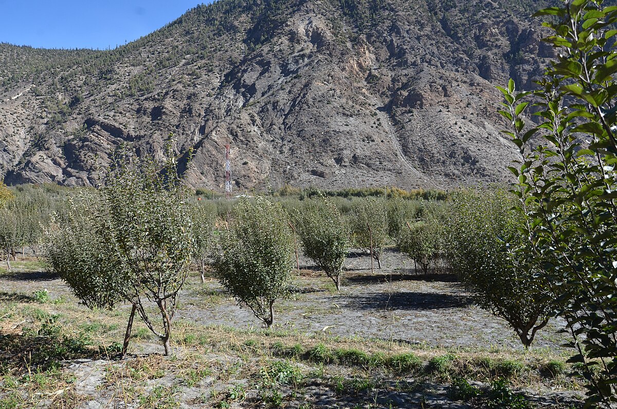 Apple Farm